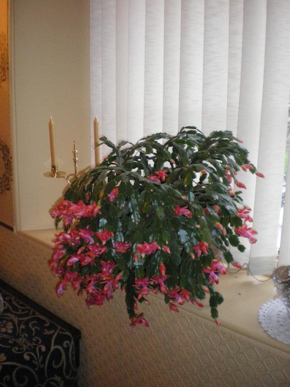 Langley Bank Guest House Ayr Eksteriør bilde